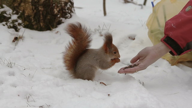 Squirrel eating with human hands