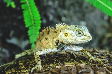 Exotic reptiles, the lizard.