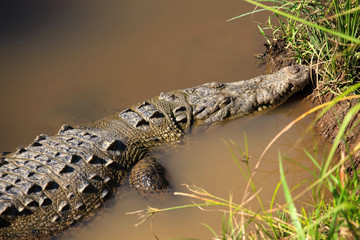 Crocodile