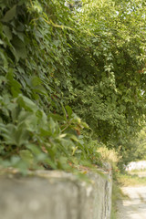 Weaving plants on a concrete wall