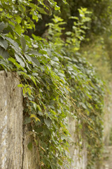plants on a concrete wall