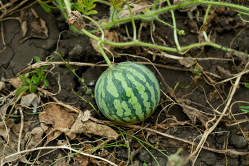 Cultivation a watermelon