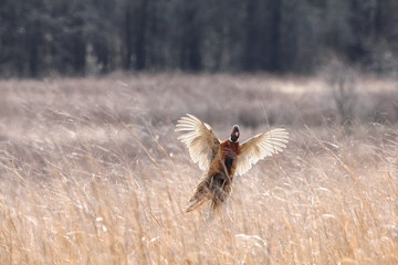pheasant in flight