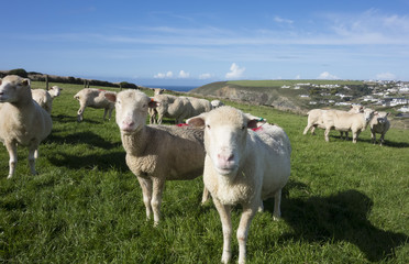 Sheep on a Coastal Hill