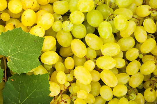 White grape berries (Vitis) background