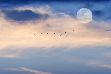 Moon Clouds Skies Birds