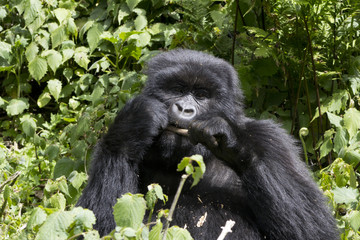 Fototapeta premium Young Gorilla Feeding