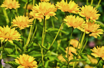 Yellow Flowers
