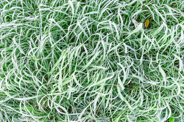 Grass covered with hoarfrost