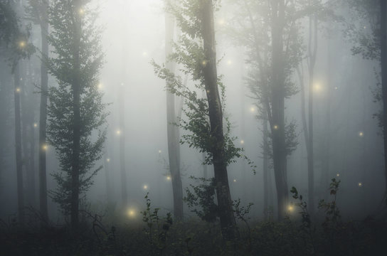 Fototapeta sparkles in fairytale forest