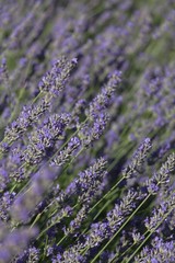 Lavender close-up 