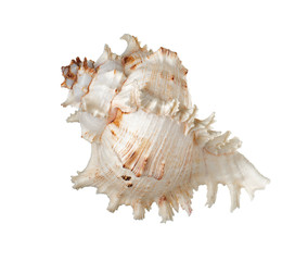 Seashell isolate