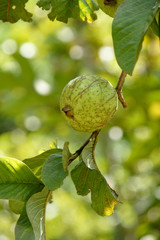 Fototapeta premium Bunch of guava fruits and leaf in a tree