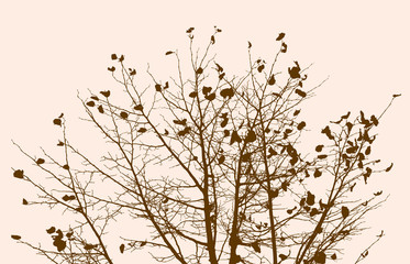 branches of autumn tree