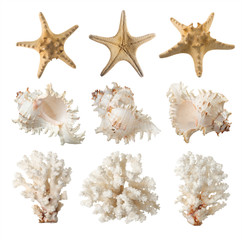 Naklejka premium Coral, starfish, sea shell. isolated
