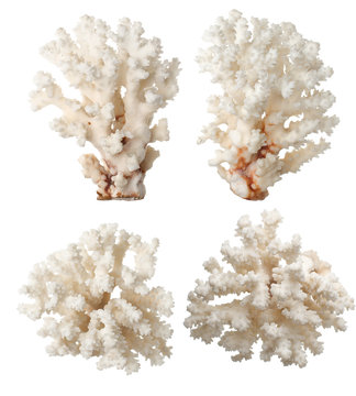 White Coral . isolated