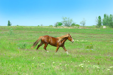 Fototapeta premium Beautiful brown horse grazing on meadow