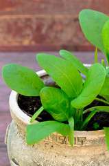 organic spinach growing in the earthenware pot