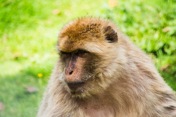 Berberaffe schaut hinterher