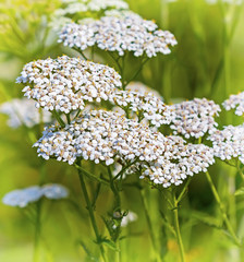 Тысячелистник обыкновенный (Achillea millefolium).Соцветие крупно