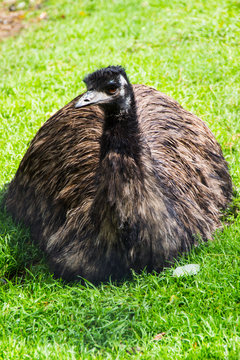 Emu Vogel Struthioniformes