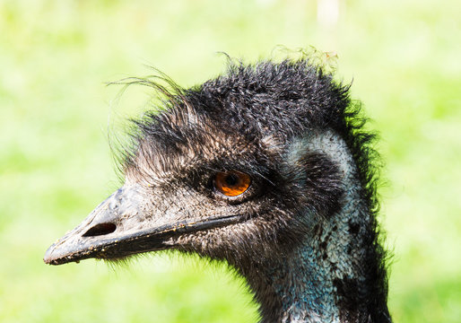 Emu Vogel Struthioniformes