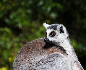 Naklejka na ściany i meble Katta, Lemur