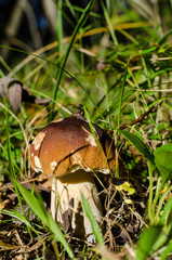 ceps. White fungus in the basket in a green grass on a dark back