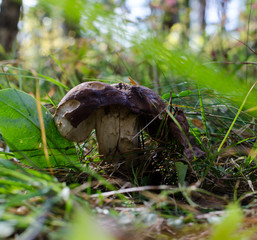 ceps. White fungus in the basket in a green grass on a dark back