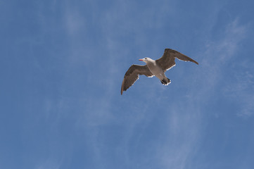 seagull in flight