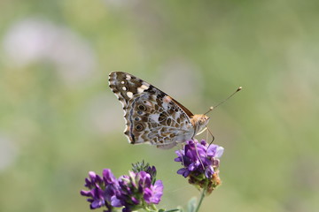 Weißklee-Gelbling (Colias hyale)