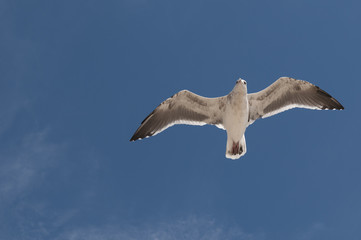 Seagull in flight