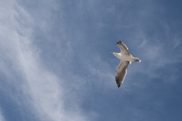 Seagull in Flight