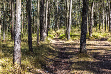 Obraz premium Path in forest