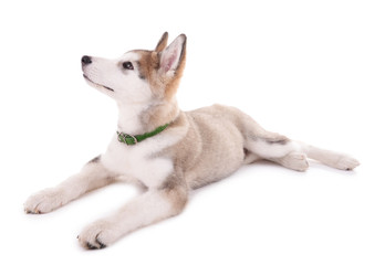 Malamute puppy isolated on white