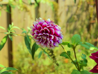 Dahlia in summer