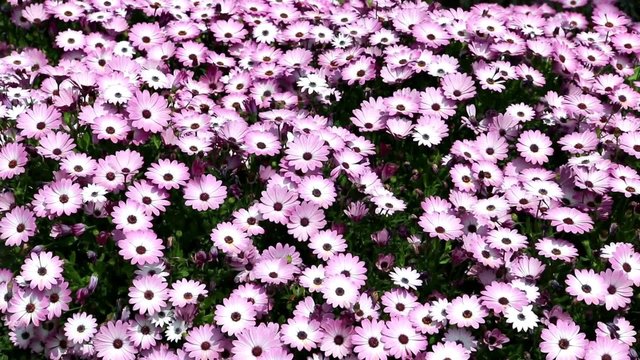 Parterre de marguerites mauves