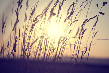 Dreamy golden color blurry countryside meadow at sunset with sun background. Selective focus used.