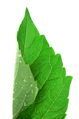 Fresh green leaf with drops on white background