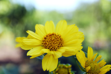 Beautiful flowers growing in garden