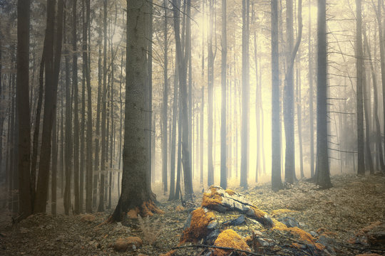 Fototapeta Dreamy foggy forest landscape with magic light and orange color moss on the rocks. Picture was taken in south east Slovenia.