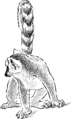 sketch of a lemur