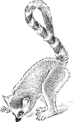Fototapeta premium sketch of a playful lemur