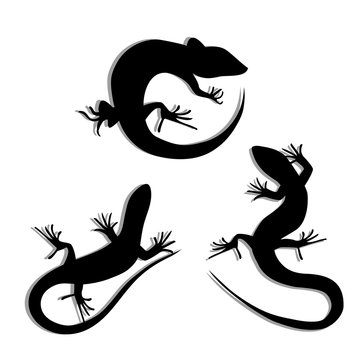 Set of Beautiful monochrome lizard, lizard silhouettes. Salamandra silhouettes. Gecko Silhouettes.