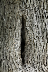Fototapeta premium Tree hollow close up