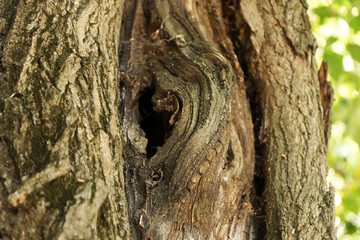 Tree hollow close up