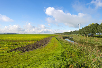Fototapeta na wymiar Canal through a field with vegetables at fall
