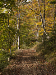 beautiful autumnal forest