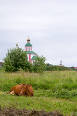 Золотое кольцо России. Суздаль. Корова лежит на пастбище на фоне церкви. © 1802185