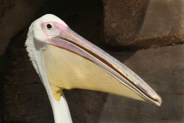 Pelikan Pelecanidae Pelecanus Kopf Portrait Hintergrund Felsen dunkel